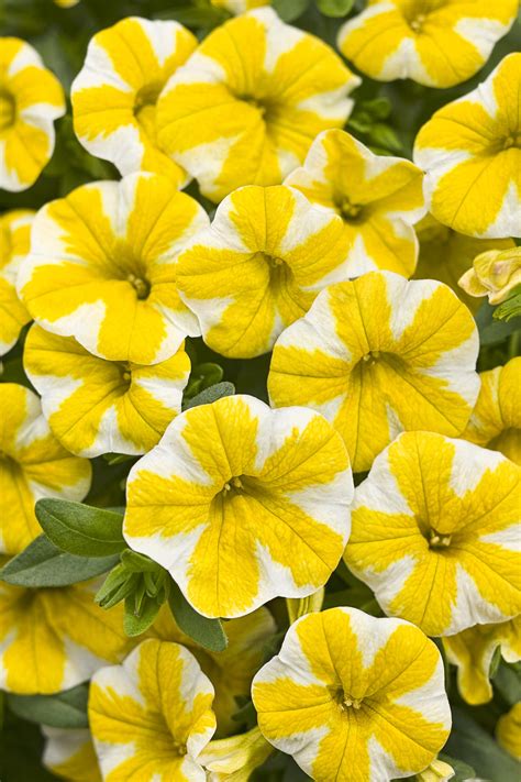 superbell lemon slice  Calibrachoa are very forgiving when it comes to trimming