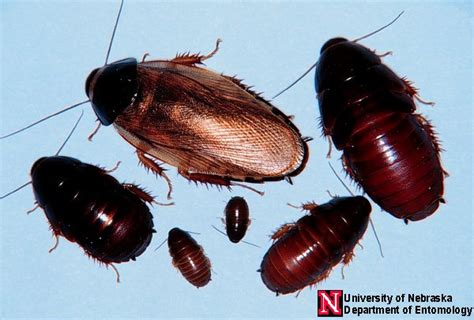 surinam cockroach poison  Use peanut butter or an orange peel as bait and place it in the middle of the plate