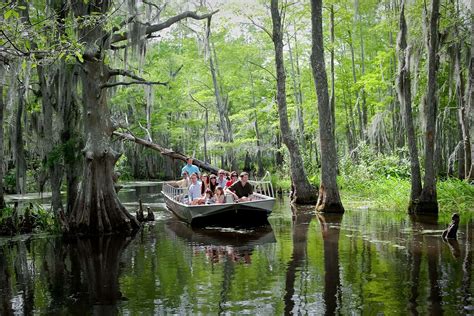 swamp tours near pensacola fl  from