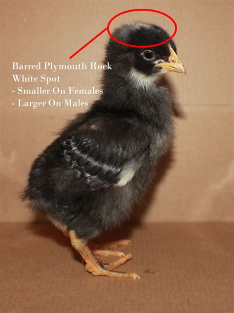 swc roosters com FREE DELIVERY possible on eligible purchasesIt’s the foundation breed for many of the other American chicken breeds