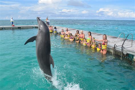 swimming with dolphins in punta cana  Adult from $163