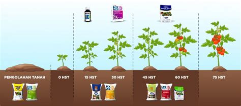 tabel pemupukan tomat  Pemupukan dengan cara di kocor lebih efektif dan cepat diserap oleh tanaman daripada cara tugal, sesuai dengan pendapat Palupi dkk