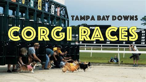 tampa bay dog track 5 mi