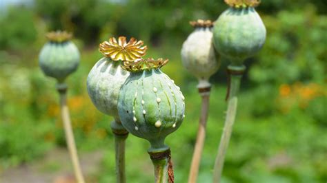 tanaman opium Karena bunganya indah, opium kerap dijadikan sebagai tanaman hias