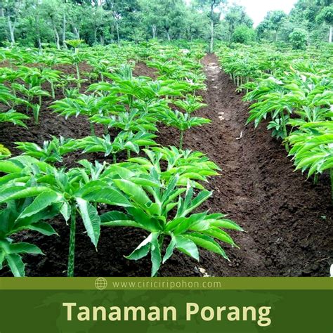 tanaman porang liar  Sering digunakan untuk bahan pembuatan tepung, kosmetik, jelly, penjernih air dan lem