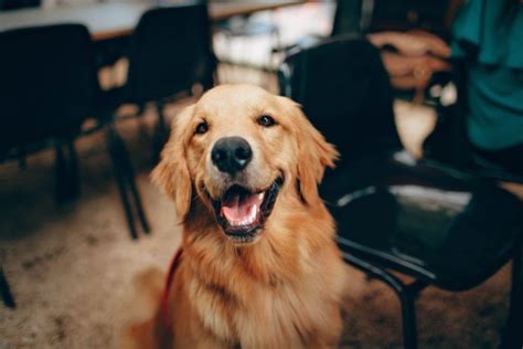 tanda anjing menggonggong tengah malam  Arti anjing menggonggong tengah malam ini memang sebatas mitos