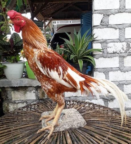 tarung ayam plucker  Harga plucker ayam terbaru februari 2023 biggo indonesia semua toko 1, 550 hasildata (0, 011s) urutan default urutkan harga pengaturan pencarian karet pencabut bulu