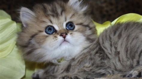 teacup kittens fully grown  Doll Face Persian kittens are the original Persians