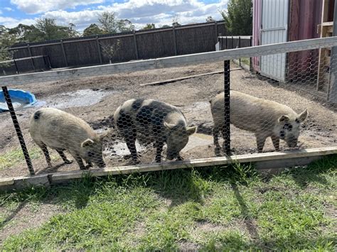 teacup pig australia  These pigs stop growing at the age of 4 -5 years