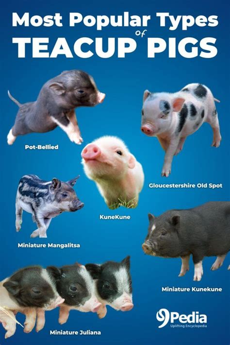 teacup pig care  Feel