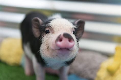 teacup pig max size  Combined with the intelligence and sociability that pigs possess, it would seem that teacup pigs should make a perfect pet