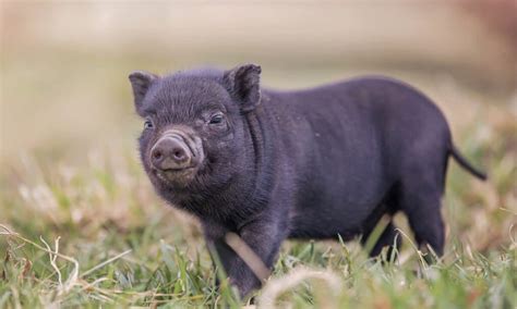 teacup pig max size A lifespan of 12 to 20 years is reported for teacup pigs, depending on the breed and individual pig