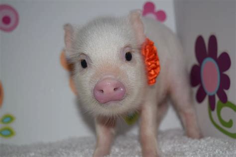 teacup piglets for sale  Please call or text Karen at 801-376-5785