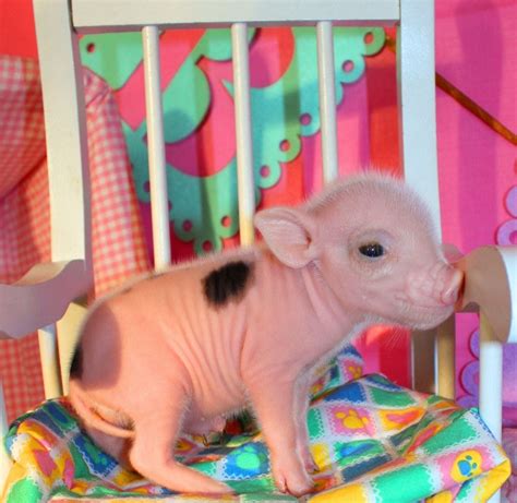 teacup pigs for pets  A good way to provide exercise for your pig is to take them for walks