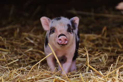 teacup pigs for pets  Please call or text Karen at 801-376-5785