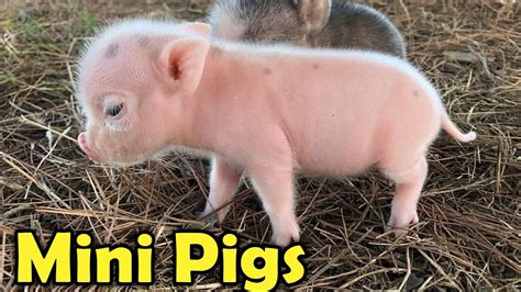 teacup pigs for pets A teacup pig can become like a grown up dog with up to 400 lb weight