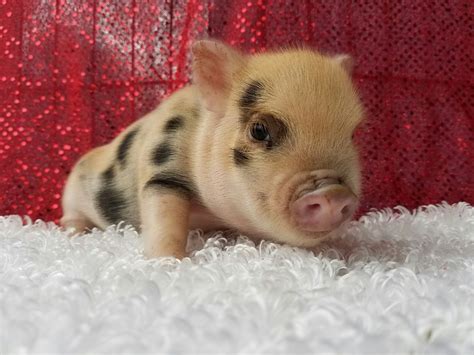 teacup pigs for sale  Most potbellied pigs, while generally smaller