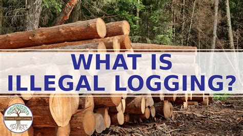 tegese illegal loging  Memberikan sanksi terhadap mereka yang melanggar aturan pengelolaan hutan