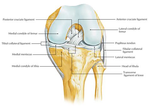 tendon and ligament repair near graton Tendons and ligaments are connective tissues that help support muscles and bones