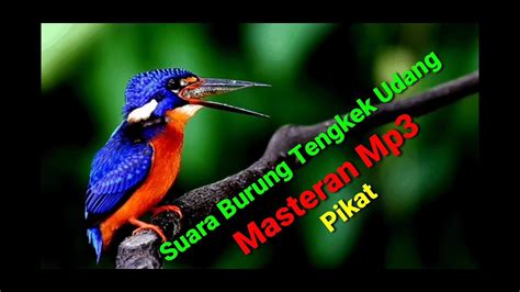 tengkek udang mp3  Suara Pikat