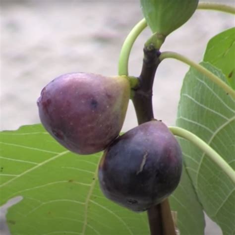 tennessee mountain fig tree  The ideal soil temperature for planting fig trees is between 65°-75°F