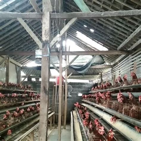 ternak ayam petelur terdekat  Bahan