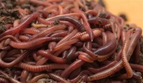 ternak cacing merah  Penyakit trikinosis disebabkan oleh jenis cacing gelang Trichinella