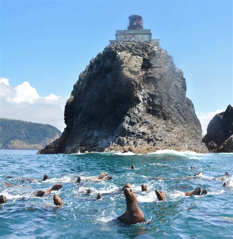 terrible tilly sea lions  During an 1884 storm, waves inundated the inside of the living quarters as a rock smashed through the roof