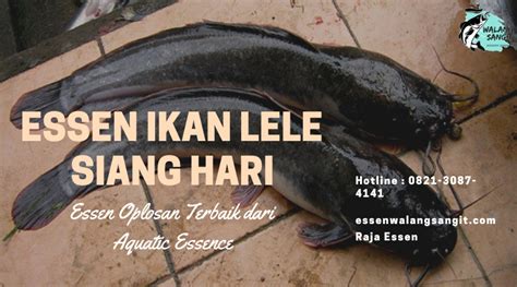 tesen ikan lele 000