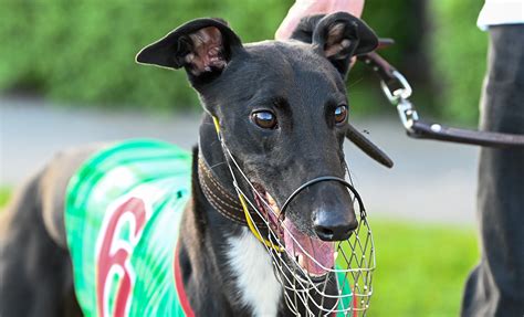 the meadows greyhounds results  Sound Of Silence