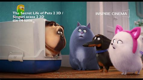 the secret life of pets 2 dublat in romana Discover the exciting world of Illumination’s The Secret Life of Pets when you meet your favorite characters on the ride, The Secret Life of Pets: Off the Leash