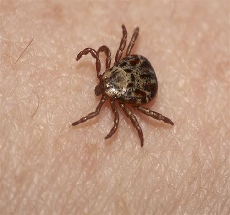 ticks pest control perth  Ant Pest Control Perth Outside Only, Costs - $200