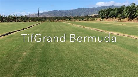 tifgrand bermuda seed amazon  Princess 77 is the best quality Bermuda that is available as a seed