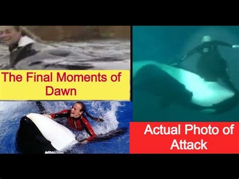 tilikum dawn incident  SeaWorld’s official stance on Dawn’s death was that the trainer was attacked by the orca because her hair was in a ponytail
