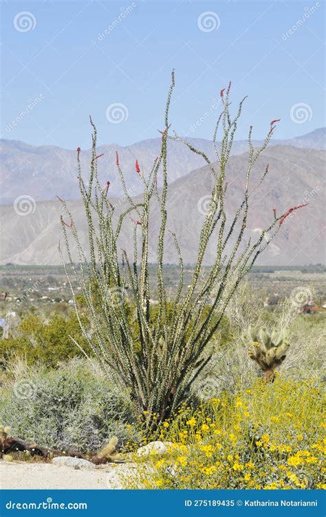 tinyzone high desert  The Lily of the Nile is an impressive flower with a shrub-like base