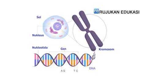 tipe tipe kromosom  Delesi mengakibatkan hilang/terhapusnya informasi genetik berupa satu basa nitrogen hingga seluruh bagian kromosom