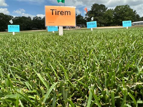 tirem kentucky bluegrass  Tirem was selected for its deep roots and exceptional performance in drought conditions