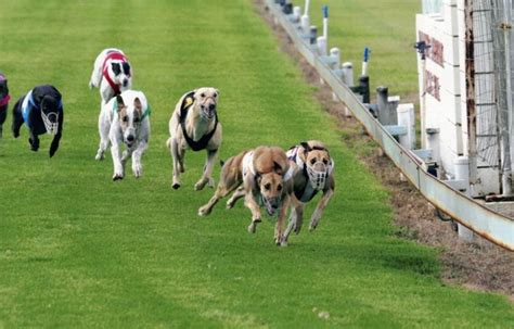 todays greyhound meetings 00