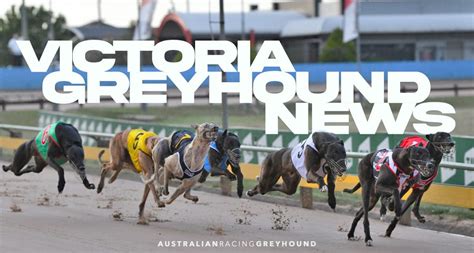 todays greyhound meetings AustralianRacingGreyhound