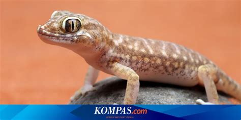 tokek berbunyi terus pertanda apa  Namun, tidak sedikit orang yang meyakini bahwa tokek yang berbunyi dapat membawa keberuntungan hingga menolak bala