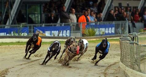 tomorrow's greyhound racecards  Get horse racing news, video replays, racecards, results, form, tips, features and odds comparison