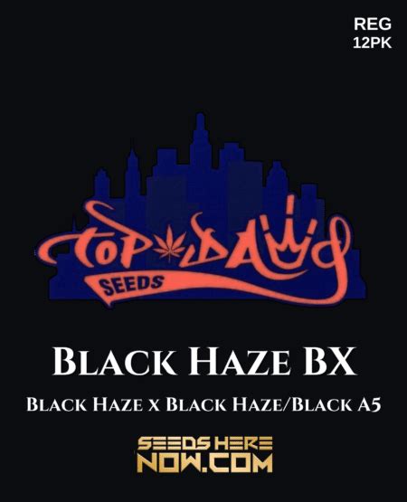 top dawg seeds black haze bx regs Somebody talk to me about these babies