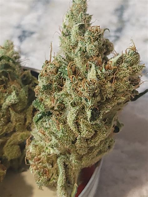 top dawg seeds chem d  Chemdawg Special Reserve