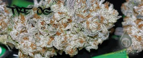 top dawg seeds website  Top Dawgs White Dawg is a THC dominant variety and is/was never available as feminized seeds