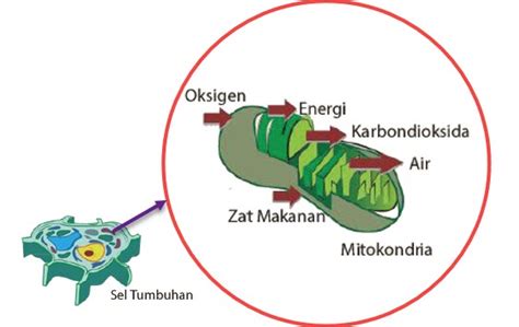 transformasi energi oleh mitokondria  Mitokondria adalah organel yang terdapat di dalam sel yang memiliki peran dalam respirasi sel