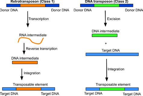 transposable elements Transposable elements (TEs) are discrete DNA sequences that move from one location to another within the genome