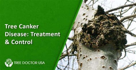 tree disease treatment in scarborough  Just knowing and identifying tree diseases is not enough