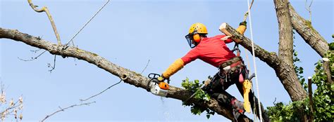 tree dismantling birstwith  Tree removal pruning and dismantling services Contact 07480 786056 for both commercial & residential customers Staverton