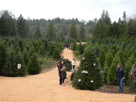 tree farm langley Green Acres Tree Farm Ltd