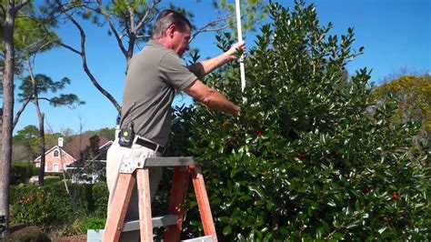 tree pruning holly hill  Native to the bottomlands and swampy margin areas of the eastern and central U